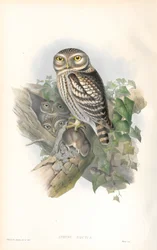 Ilustración de Athene Noctua (Mochuelo)